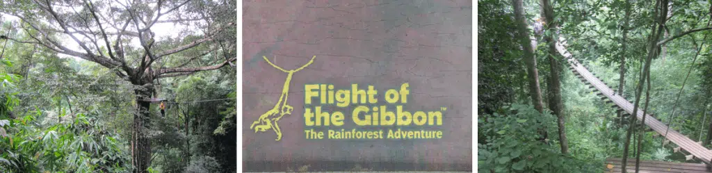 chiang mai flight of the gibbon