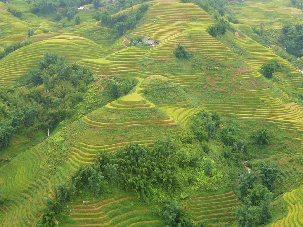 rijstvelden in sapa