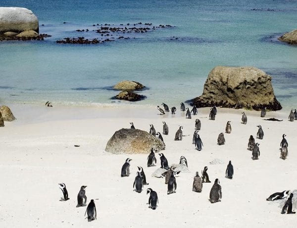 Pinguins op boulders beach in Zuid-Afrika