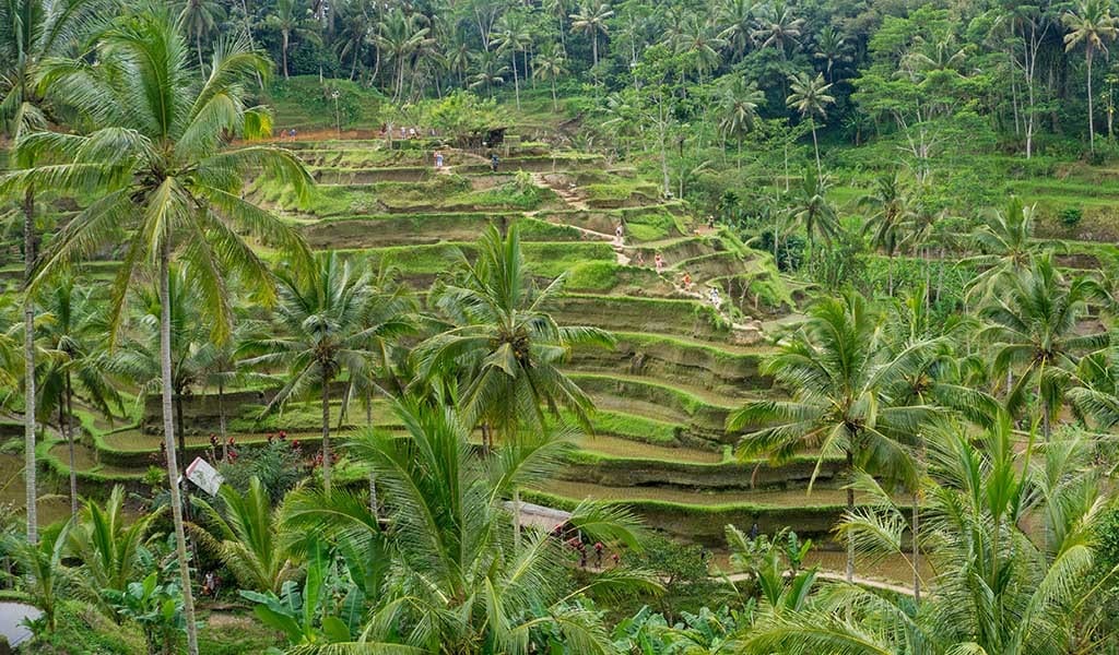 Rijstvelden in Ubud