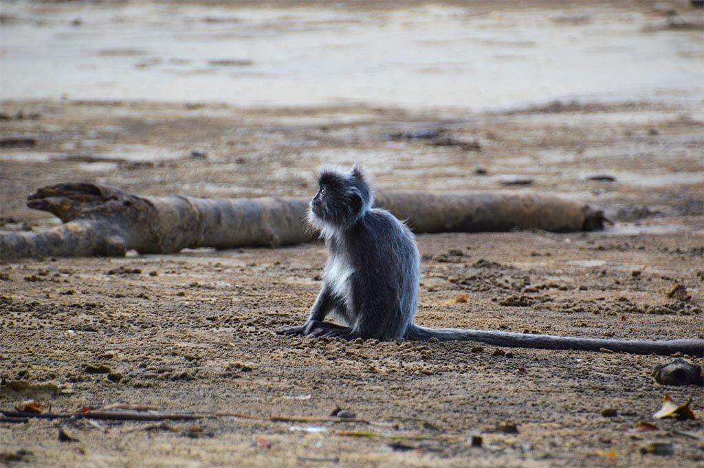 baby langour aap in bako national park