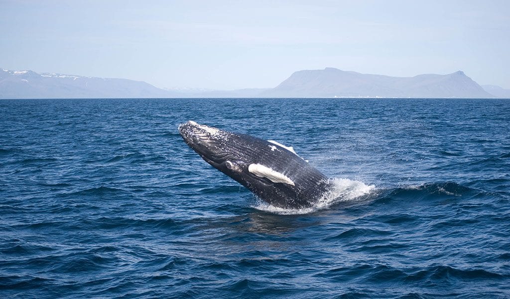 Doen in Reykjavik - walvissen spotten