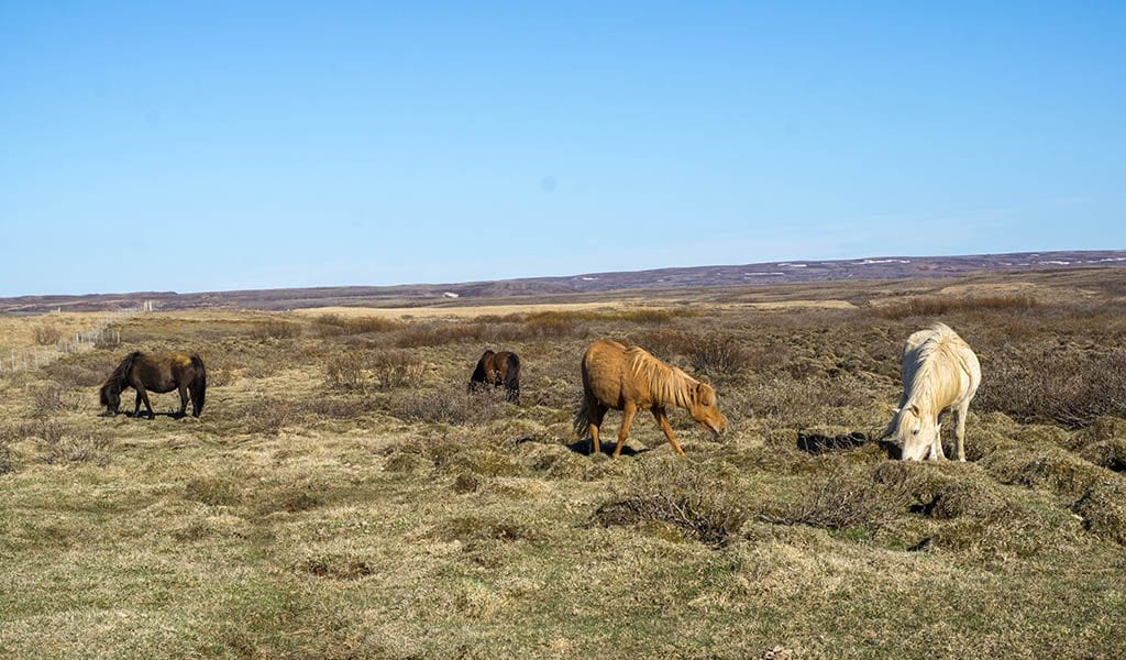 Rondreis IJsland - IJslandse paarden