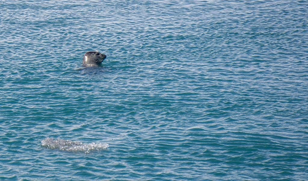 Rondreis IJsland - zeehond