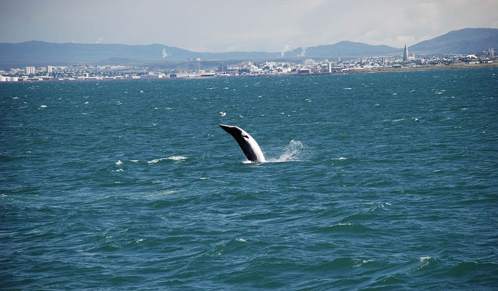 Whale Watching Iceland Breaching Minke Whale