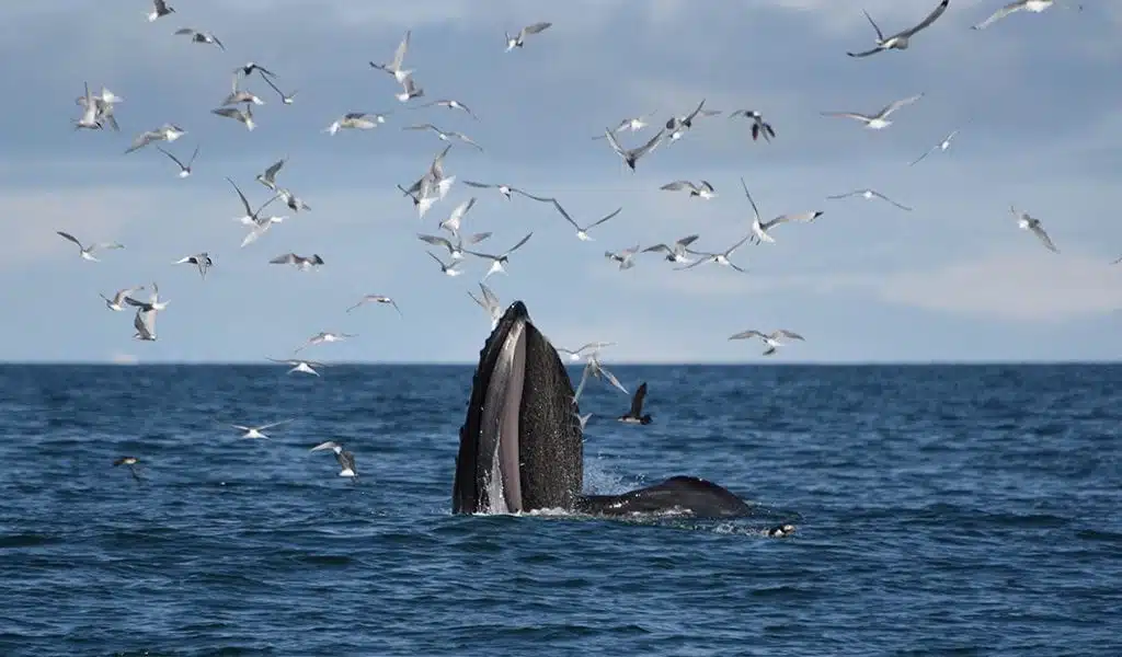 Walvissen IJsland Elding - Humpback 2