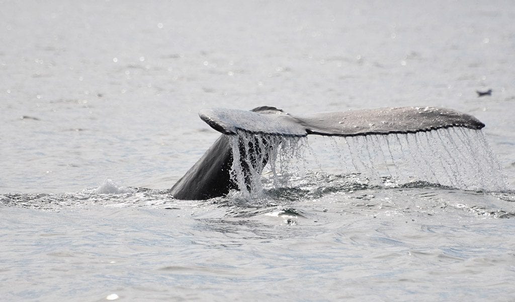 Walvissen IJsland Elding - Humpback fluke 3