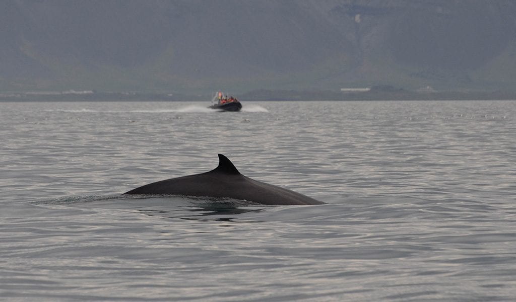 Walvissen IJsland Elding - Minke whale surfacing 2