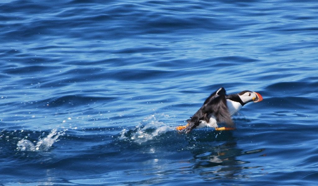 Whale Watching Iceland puffin