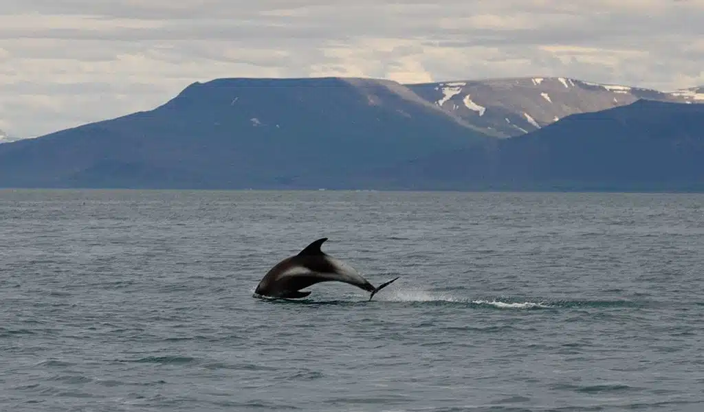 Walvissen IJsland Elding - White-beaked dolphins 5