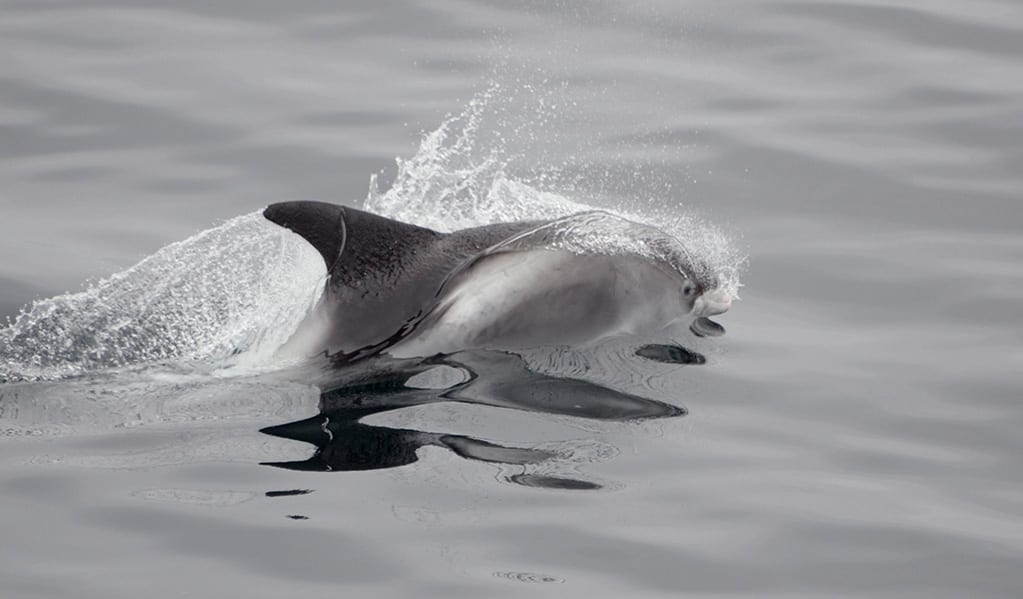 Walvissen IJsland Elding - White-beaked dolphins surfacing