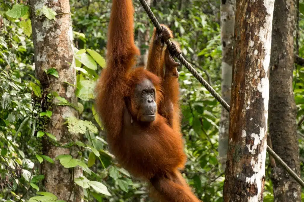 Oran-oetang in Semmengoh op Borneo