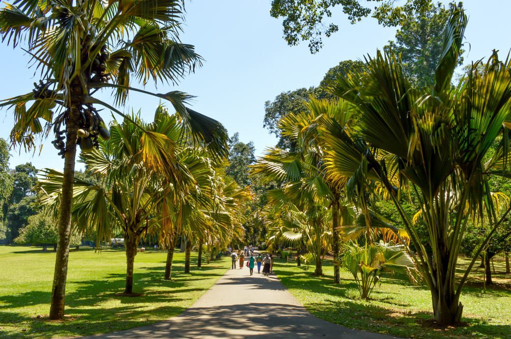 Botanic Gardens in Kandy
