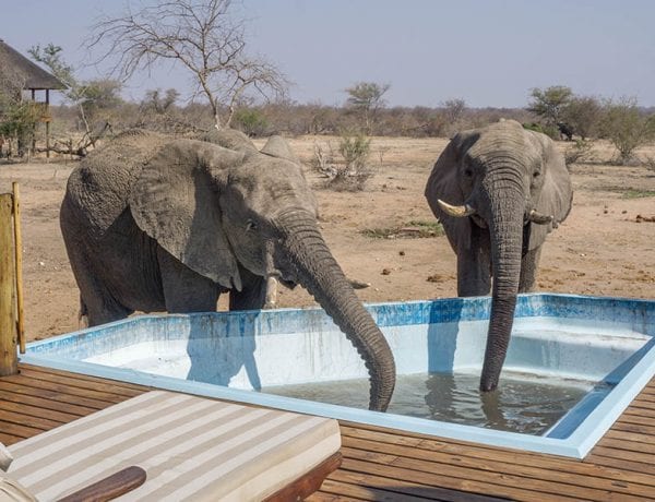 Olifanten drinken uit een Zwembad
