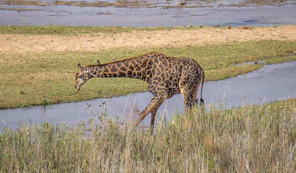 Krugerpark in een dag