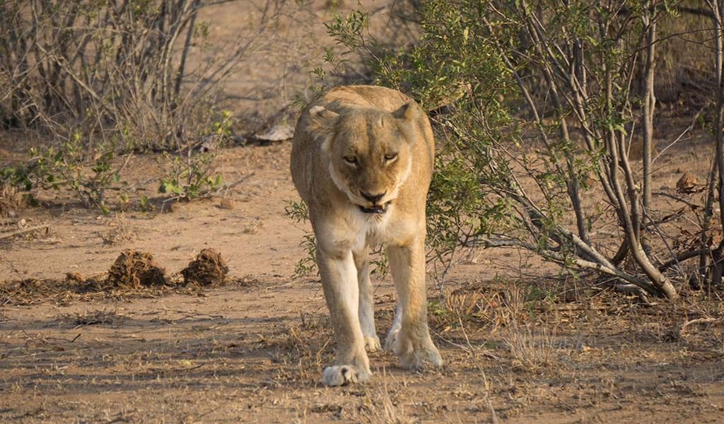 Africa on Foot & nThambo