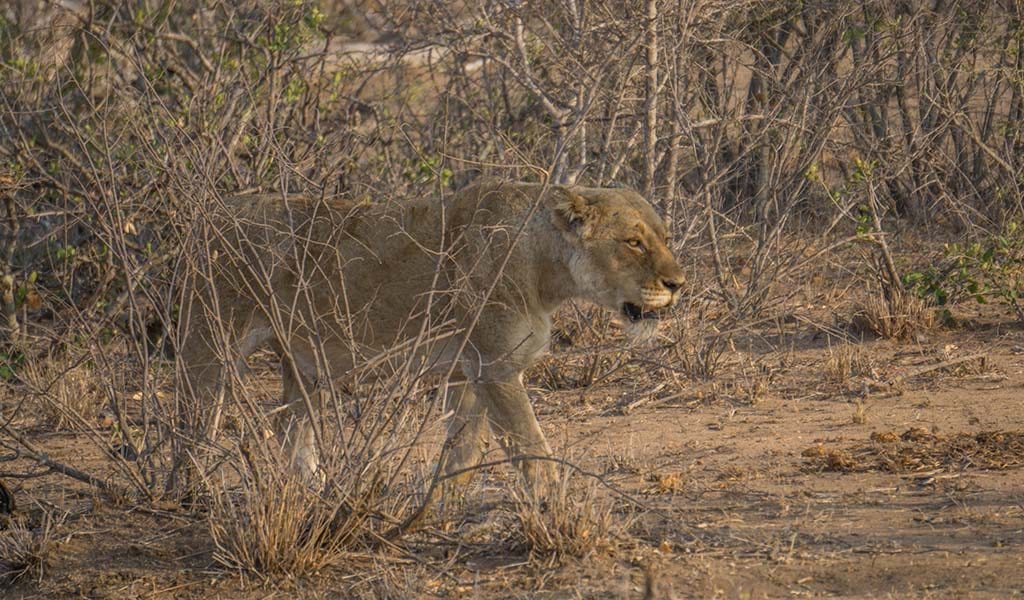 Africa on Foot & nThambo