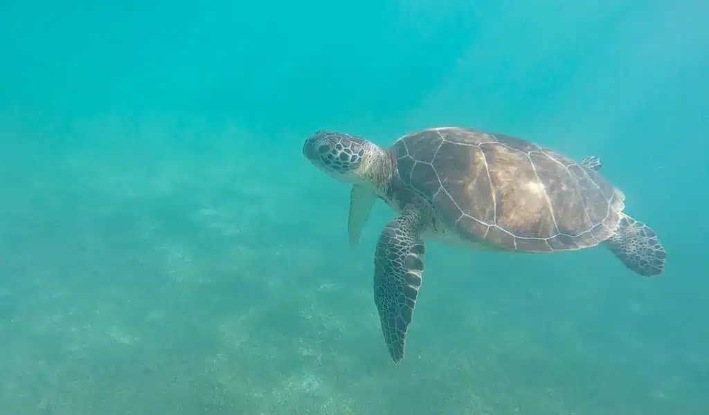 Akumal zeeschildpad snorkelen