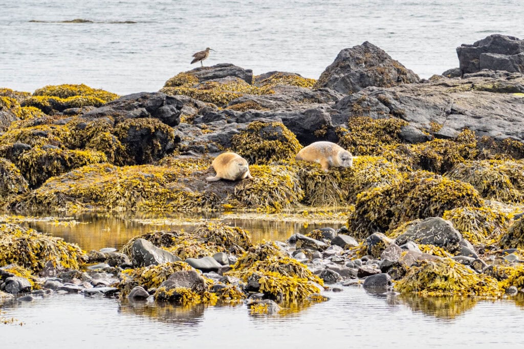 Snæfellsnes IJsland - Ytri Tunga