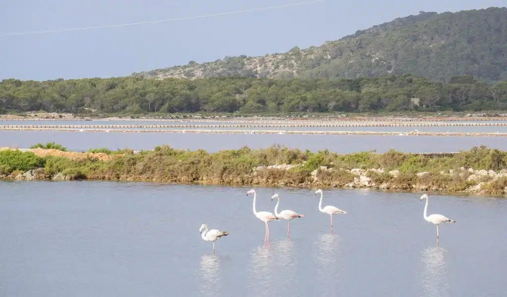 Ibiza Ses Salines Natural Park