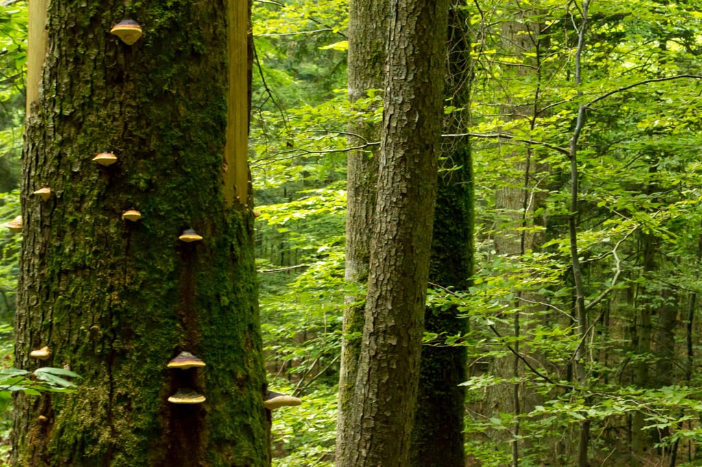 Virgin Forest in Slovenië