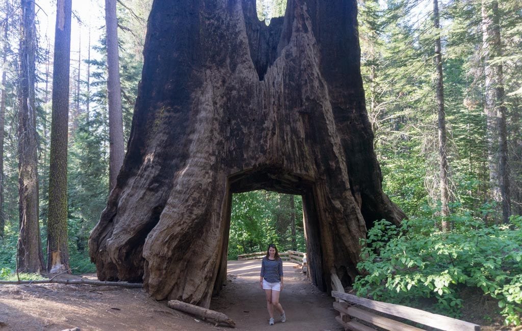Yosemite Tuolumne Grove of Giant Sequoias