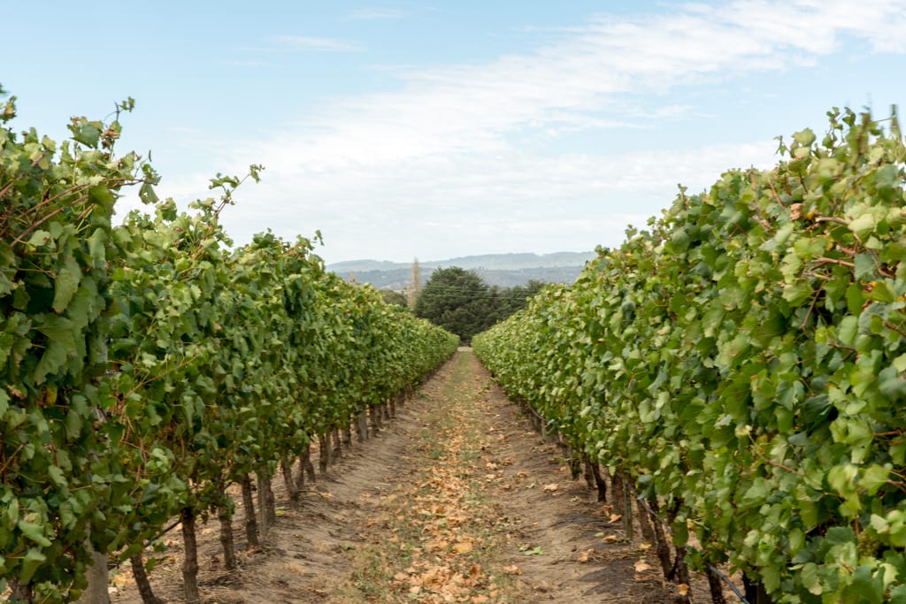 Wijngaard in de Yarra Valley