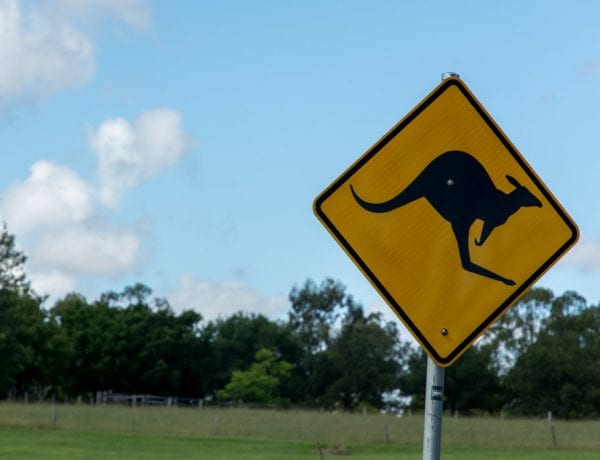 Kangoeroebord in Australië