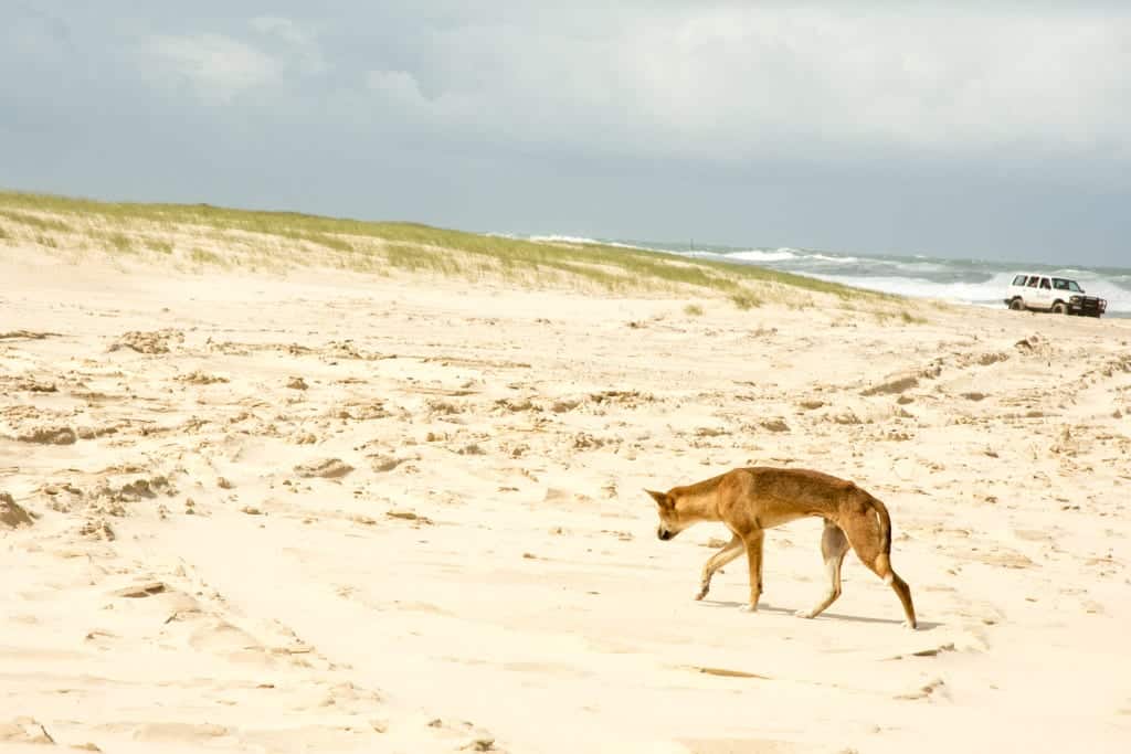 Dingo op Fraser Island