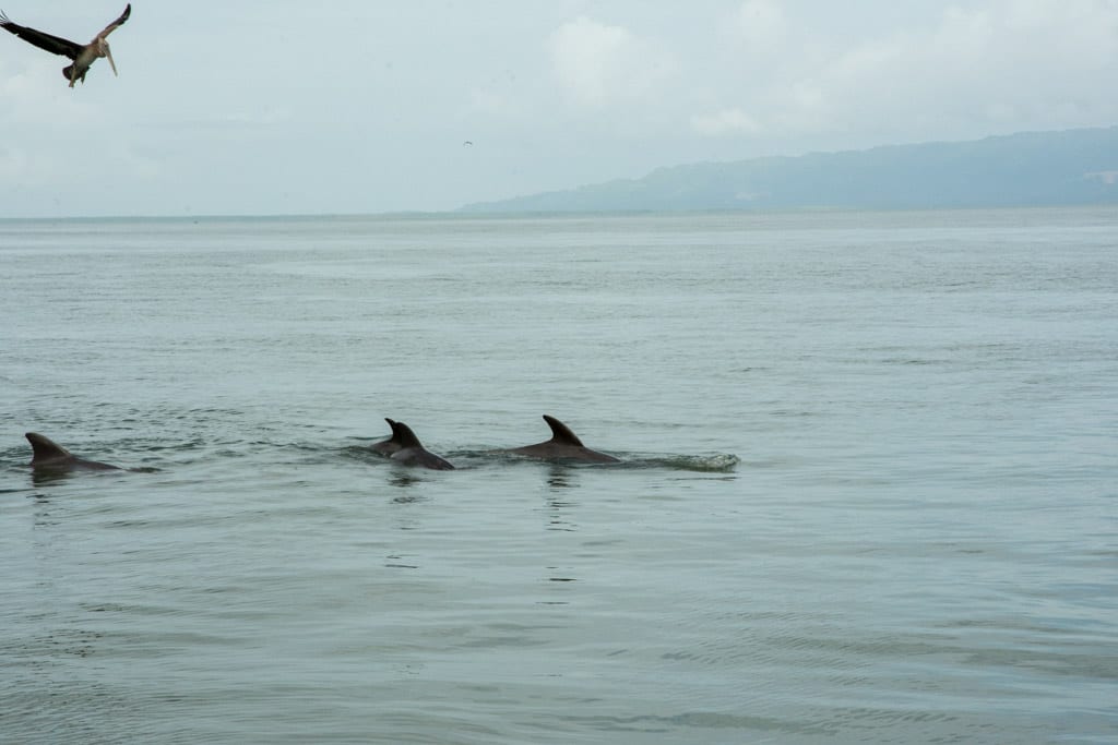 Dolfijnen Dominicaanse Republiek