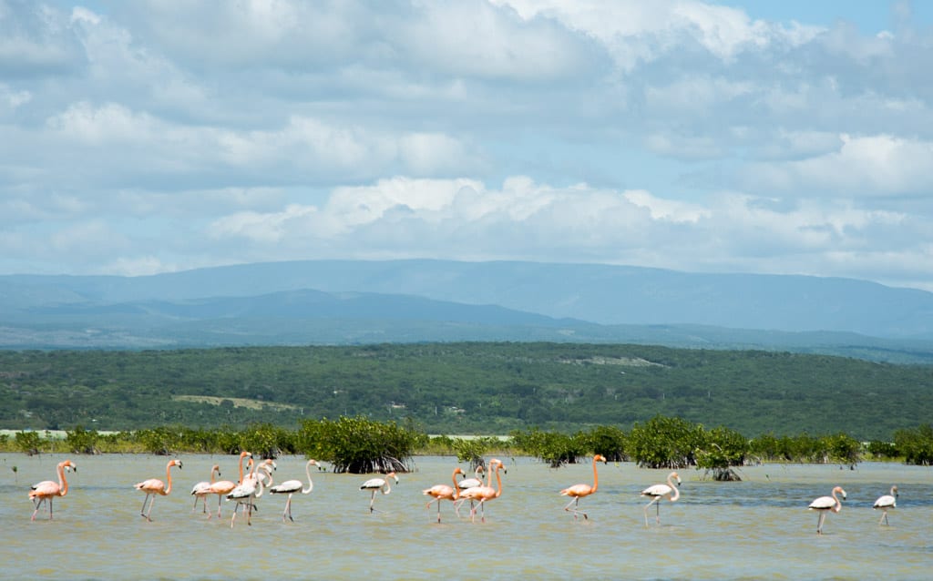 Flamingo's in Laguna de Oviedo