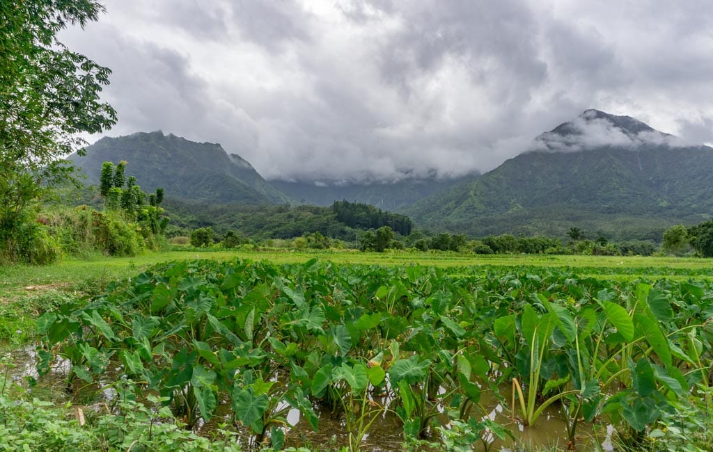 Kauai - Taro fields