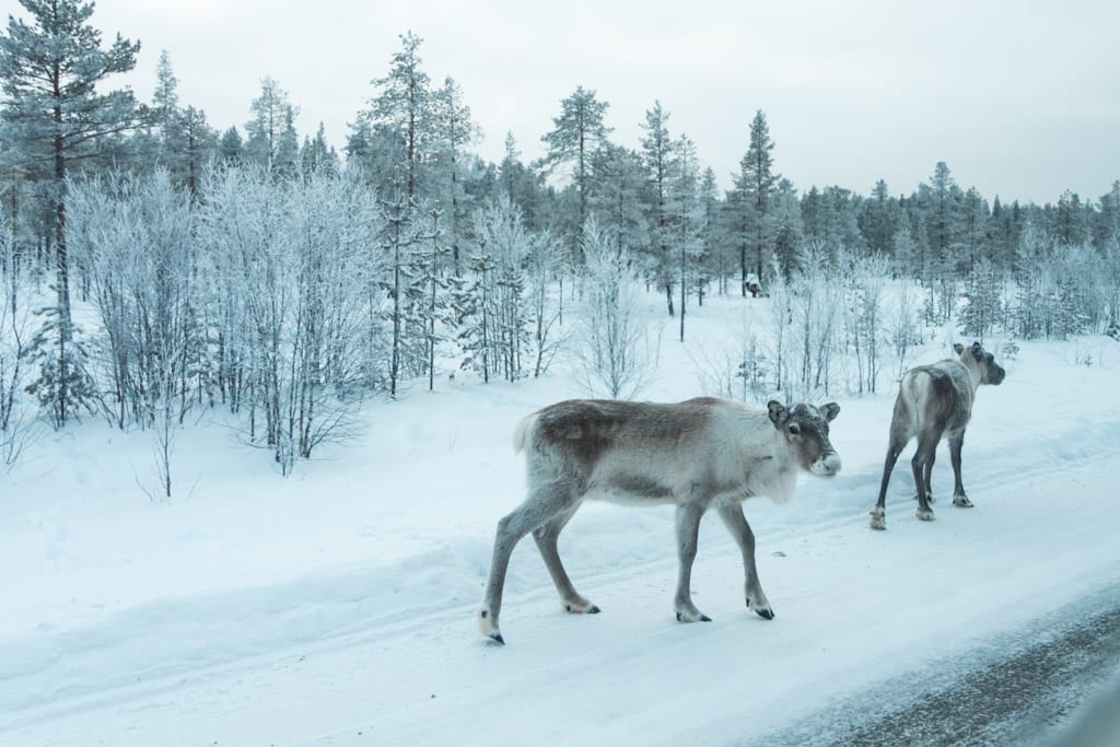 Rendieren in Zweeds Lapland