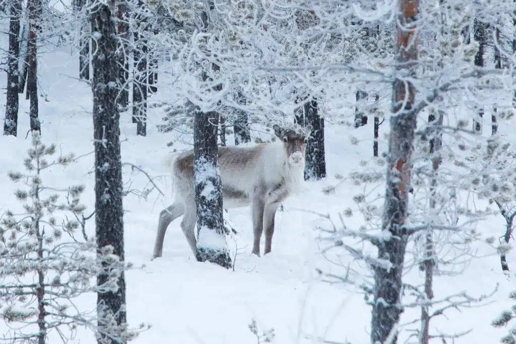 6 redenen waarom je in de winter naar Zweeds Lapland moet gaan