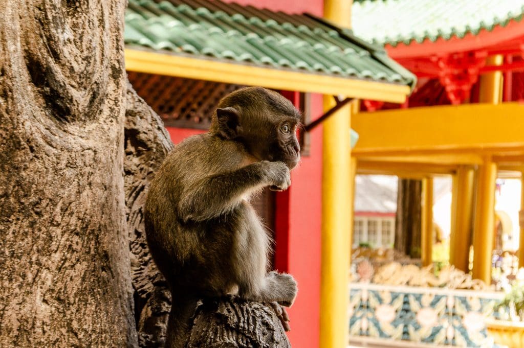 Tiger Cave Temple in Krabi