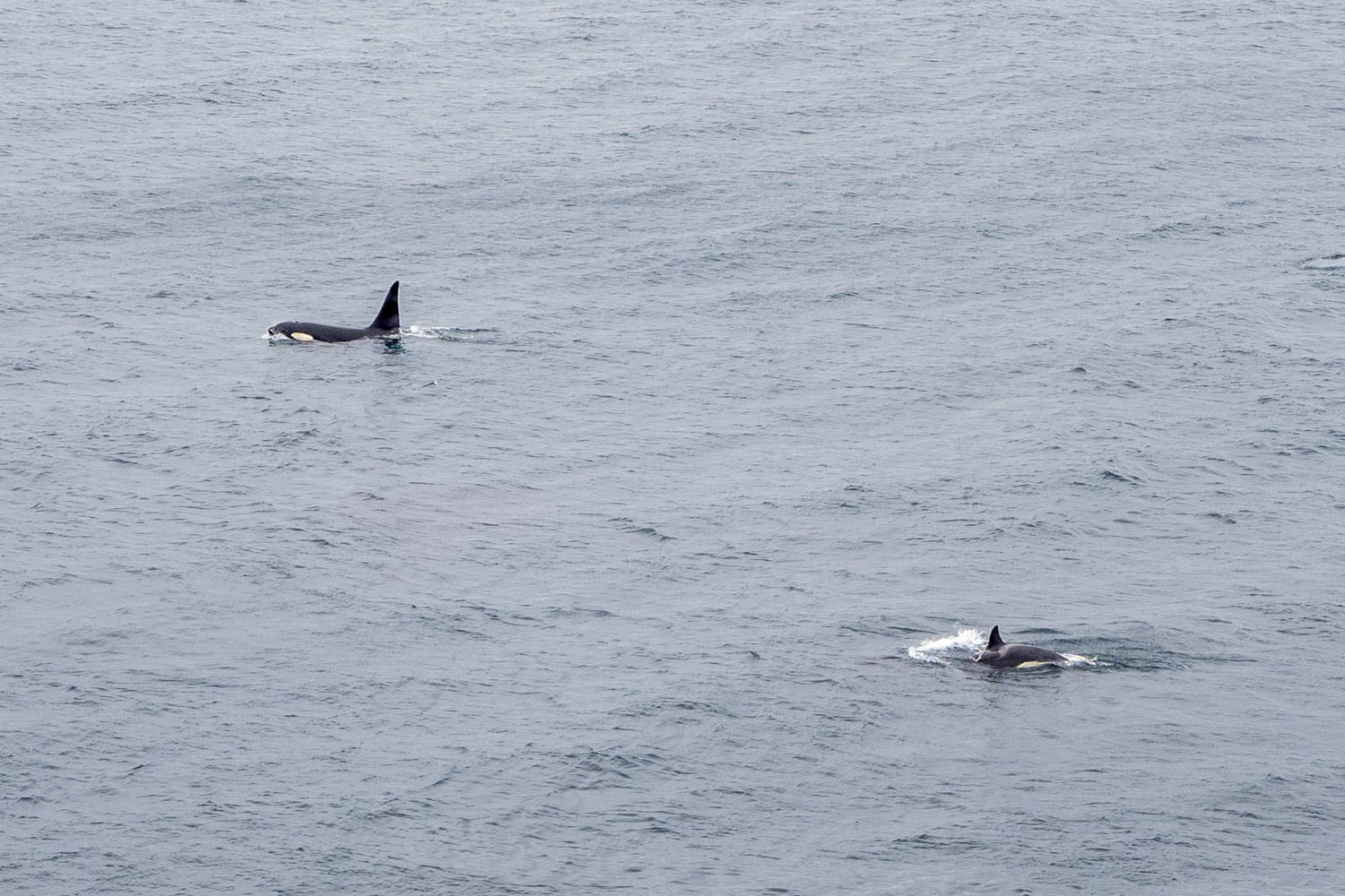 Doen op Vestmannaeyjar - orka's en walvissen
