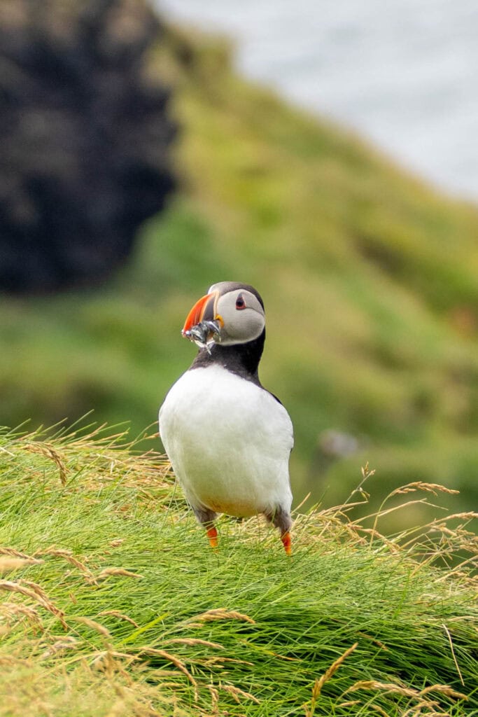Vestmannaeyjar - Stórhöfði papegaaiduikers