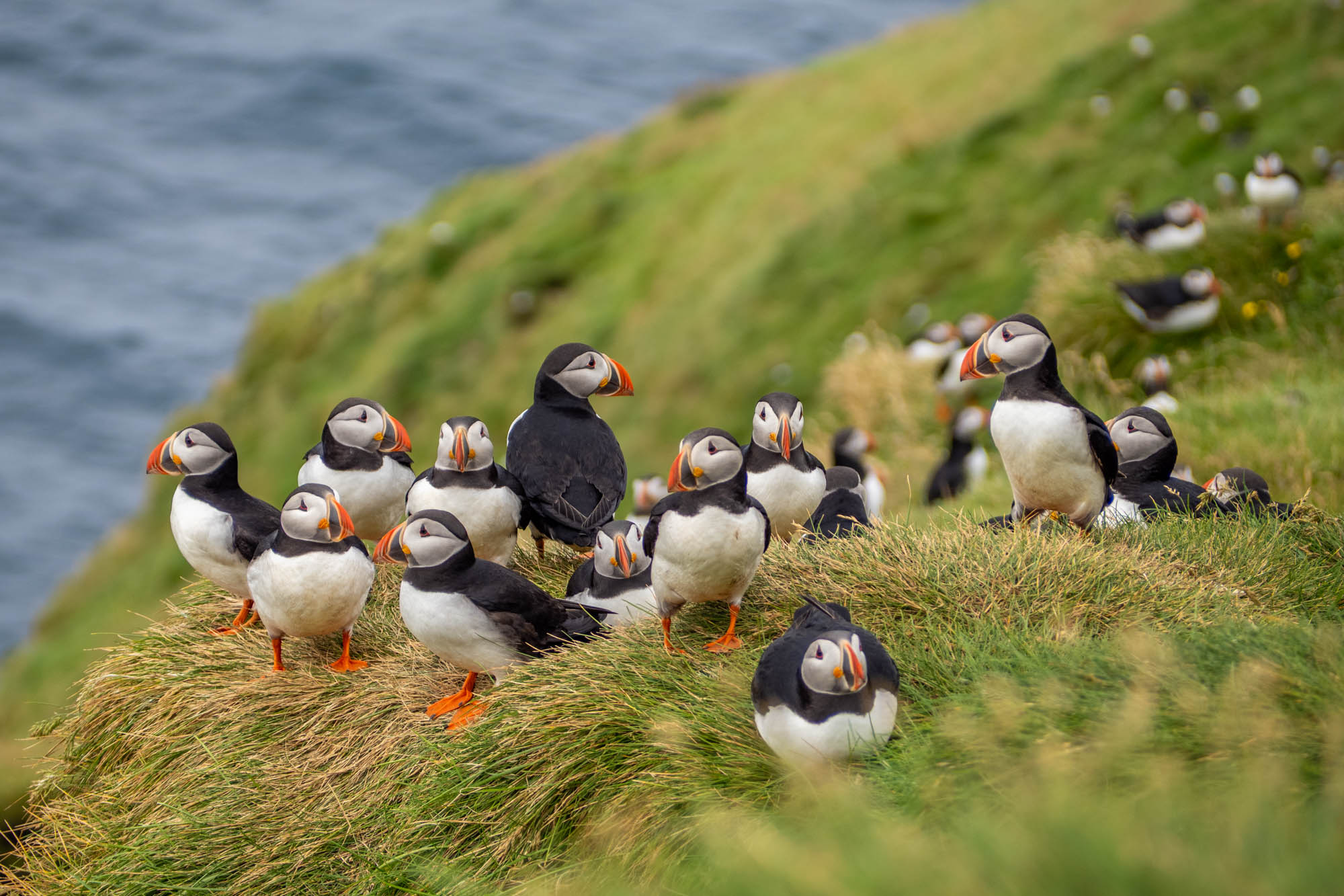 Vestmannaeyjar - Stórhöfði papegaaiduikers