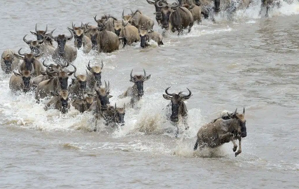 Tanzania migratie wildebeest