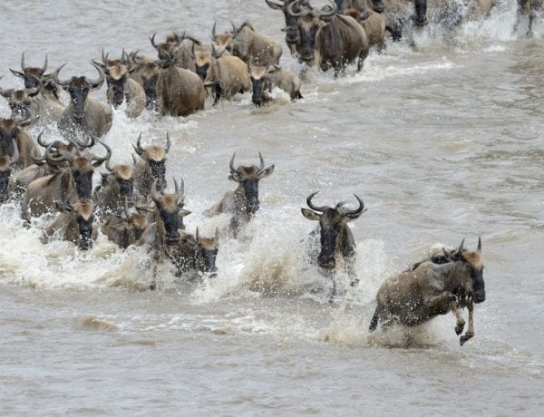 Tanzania migratie wildebeest