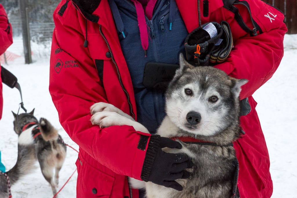 Huskytocht in Lapland