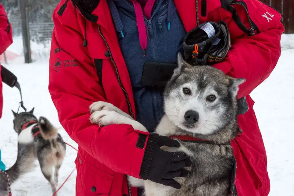 Huskytocht in Lapland