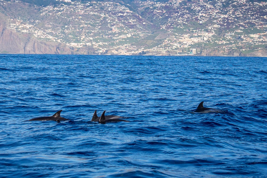 Dolfijnen op Madeira