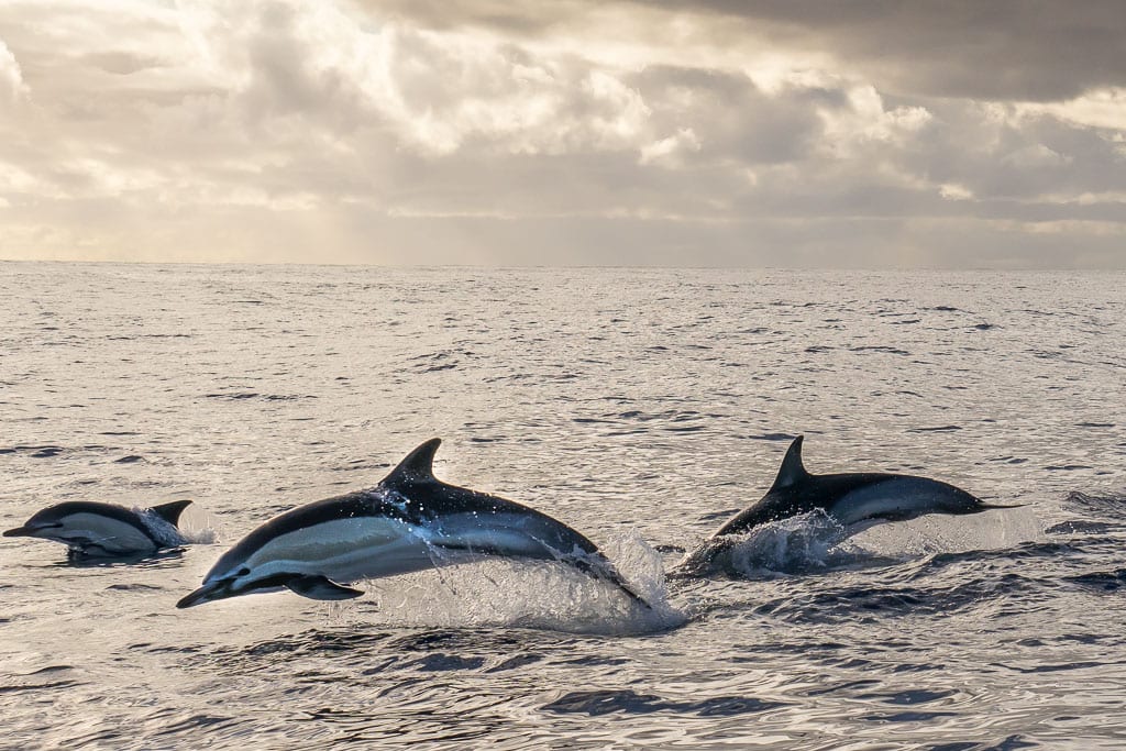 Dolfijnen op Madeira