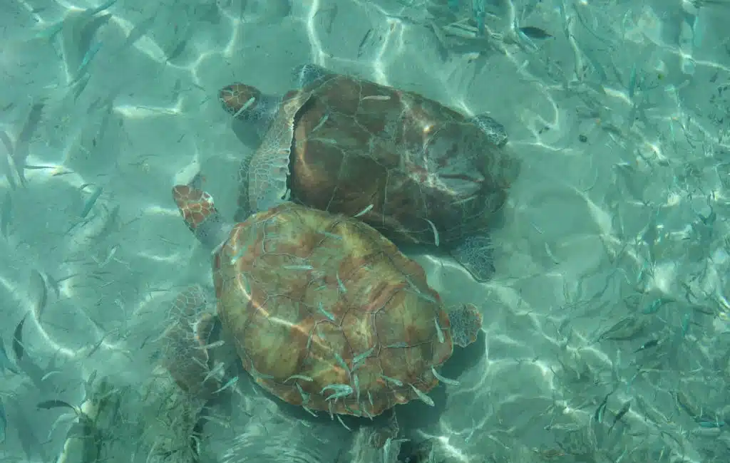 Wat te doen in Curacao - Schildpadden