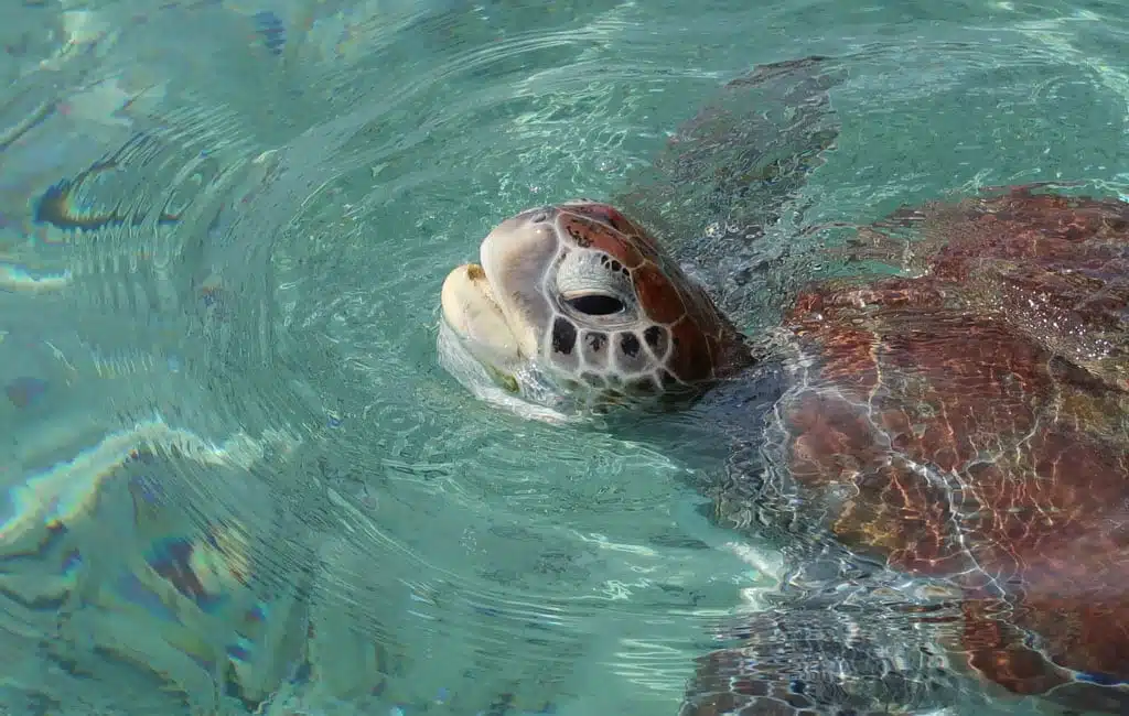 Wat te doen in Curacao - Schildpadden