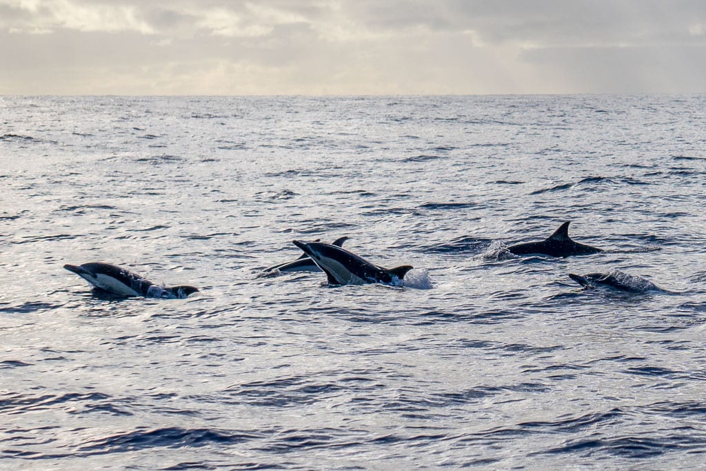 Dolfijnen spotten op Madeira