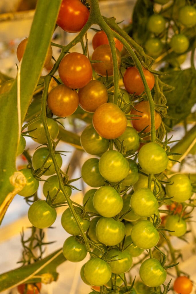 Golden Circle - Fridheimar tomatenkas