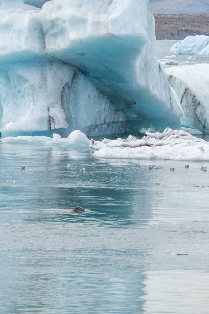 Rondreis IJsland - Jökulsárlón