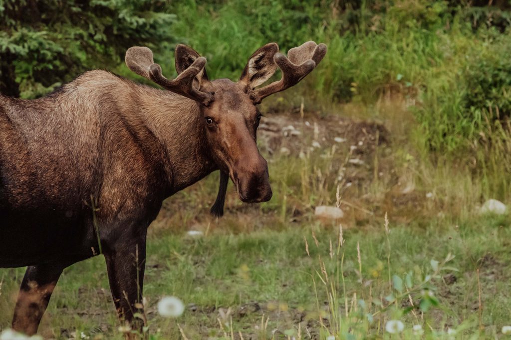 Moose Safari in Granö Beckasin